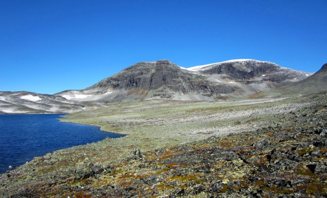 Gråhøe i Reinheimen